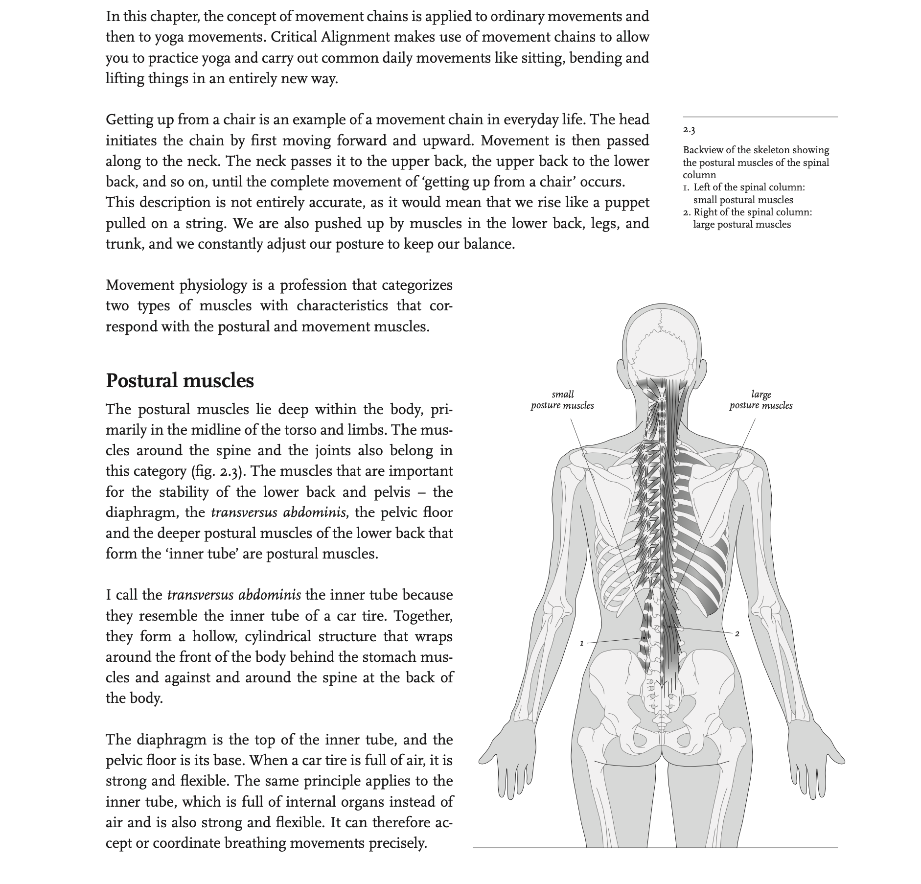 postural muscles - critical alignment yoga
